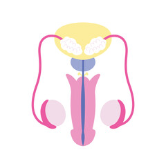 Male reproductive system. Male body anatomy vector illustration isolated. Medicine and healthcare infographic