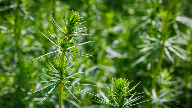 Lady's Bedstraw (Galium verum) green plant in garden 