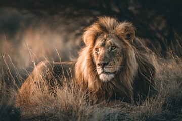 Majestic lion in golden savanna light (1)