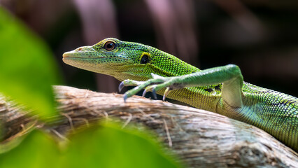 Emerald tree monitor, Varanus prasinus, on a tree branch. This arboreal lizard is venomous, and endemic to New Guinea and the surrounding islands.