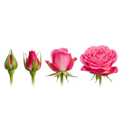 Life Cycle of a Pink Rose Blooming Stages Isolated on White Background