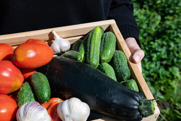 Freshly harvested vegetables including cucumbers, tomatoes, and garlic in a wooden crate surrounded by grass in a garden setting