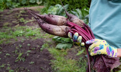 Freshly harvested beets held by a gardener in a backyard garden during late summer