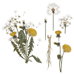 Hand Drawn Vintage Botanical Illustration of Yellow Dandelions. Botanical illustration of dandelion plant with yellow flowers, green leaves, closed bud, and white seed head on light  background