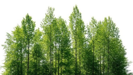 Dense Row of Lush Green Deciduous Trees Against White Background forest