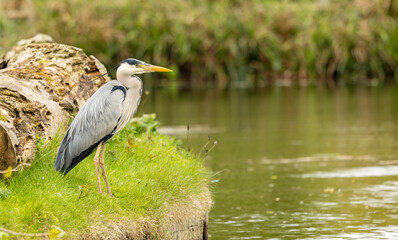 Fototapeta premium A graceful grey heron Ardea cinerea stands on a grassy bank beside a tranquil pond, capturing a quiet moment of wildlife by the water.