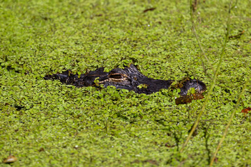 Alligator concealed in pond duckweed