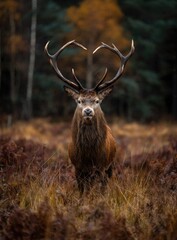 Majestic stag with heart-shaped antlers in autumnal forest