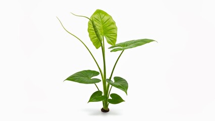 Obraz premium young sprout of a plant