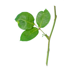 Green rose leaves isolated on transparent background