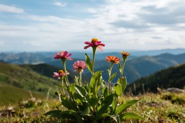 Wildflowers blooming on a mountain meadow with rolling hills and a partly cloudy sky in the background