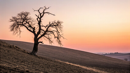 Lonely tree stands on a sloping hill during sunset with a colorful sky in the background