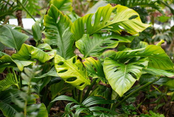 Obraz premium Monstera is a large tropical plant, a vine, a genus of the Araceae family. 