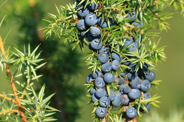 Juniper berries on tree, fresh aromatic fruit, the main ingredient of gin drink 
