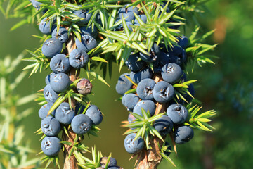Juniper berries on tree, fresh aromatic fruit, the main ingredient of gin drink 