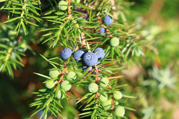 Juniper berries on tree, fresh aromatic fruit, the main ingredient of gin drink 