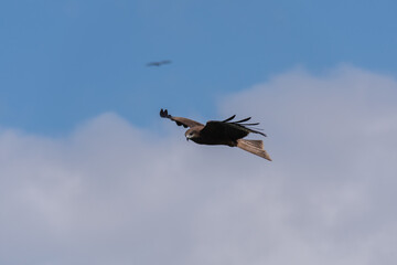 Obraz premium eagle in flight