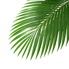 tropical palm leaf 