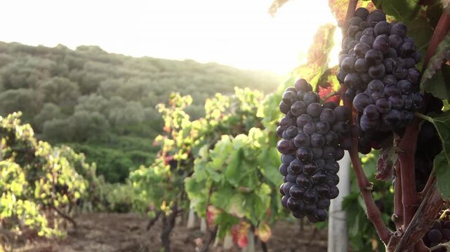 Grapes on the vine row at sunset with strong sunshine glare