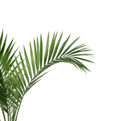tropical palm leaf 
