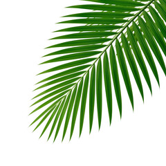 tropical palm leaf 