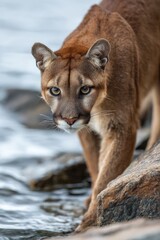 Close-up of a cougar near water