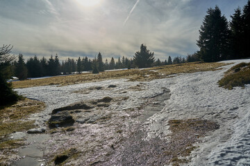 Melting snow in a clearing and a coniferous forest in winter in the Jizera Mountains © GKor