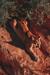 Cougar resting on reddish rock face, foliage above
