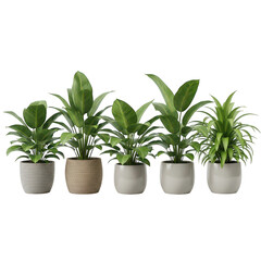 Fototapeta premium Collection of five potted plants with vibrant green leaves, isolated on transparent background, adding a touch of nature and freshness to any indoor space
