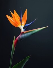Obraz premium Vibrant Bird of Paradise Flower with Orange Blue and Green Petals Isolated on Dark Gray Background