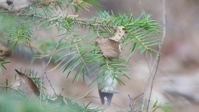 Goldcrest Foraging on Conifer Branches in Slow Motion, 4K HDR