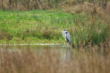 great blue heron ardea cinerea