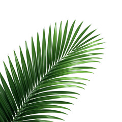 tropical palm leaf 