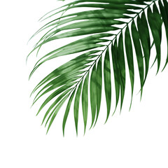 tropical palm leaf 