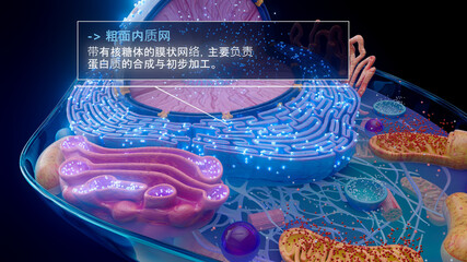 中文粗面内质网与核糖体的 3D 插图