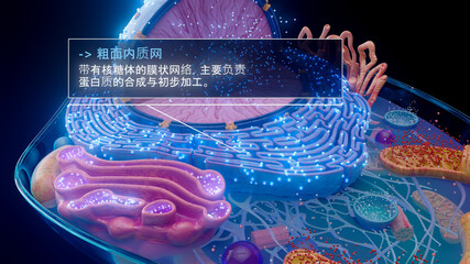 中文粗面内质网与核糖体的 3D 插图