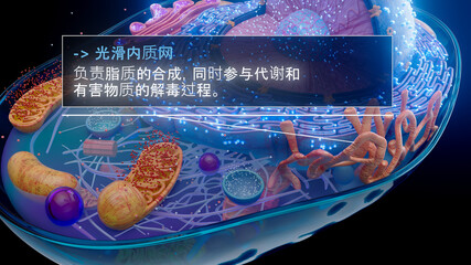 中国人光滑内质网产生脂质的 3D 图示