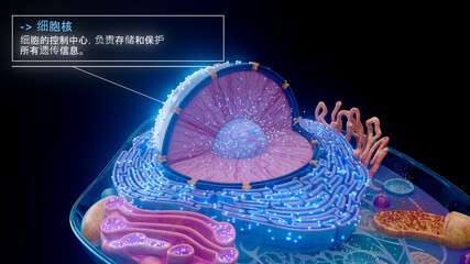 含有中文遗传物质的细胞核的 3D 插图