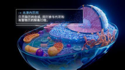 中国人光滑内质网产生脂质的 3D 图示