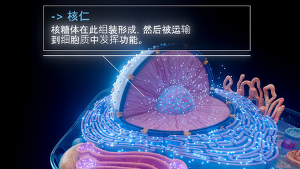 中文细胞核内核仁的 3D 插图