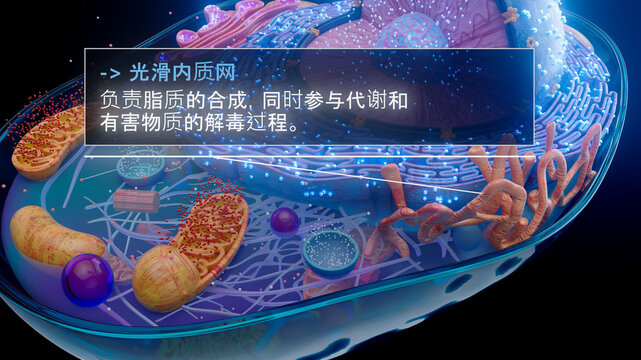 中国人光滑内质网产生脂质的 3D 图示
