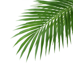 tropical palm leaf 