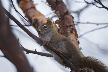 Ecureuil sauvage dans un arbre