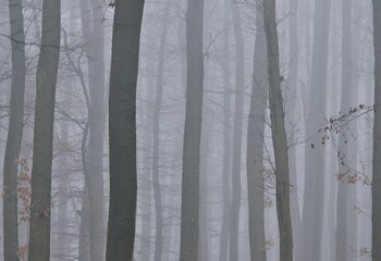 Wald im Nebel, Lainzer Tiergarten
