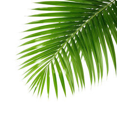 tropical palm leaf 