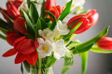 Spring floral background. Red tulips and Fresia white flower bouquet. Copy space