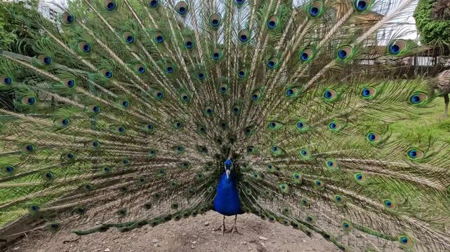 Blue and green peacock is standing in a dirt field. The peacock has a large number of blue and green feathers