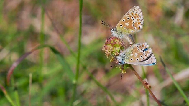 Adonis Blue (Polyommatus bellargus) Butterflies Matin