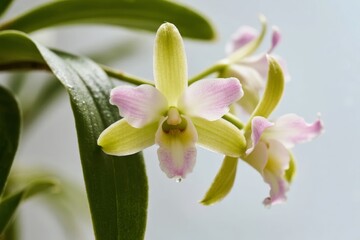 Fototapeta premium Close-up of a pale yellow and pink orchid with green leaves against a soft background
