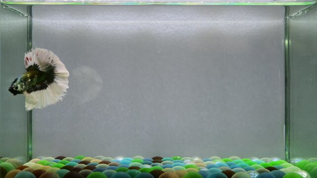 Betta fish male fancy white copper halfmoon long tails from Thailand, Siamese fighting fish on isolated Grey background.